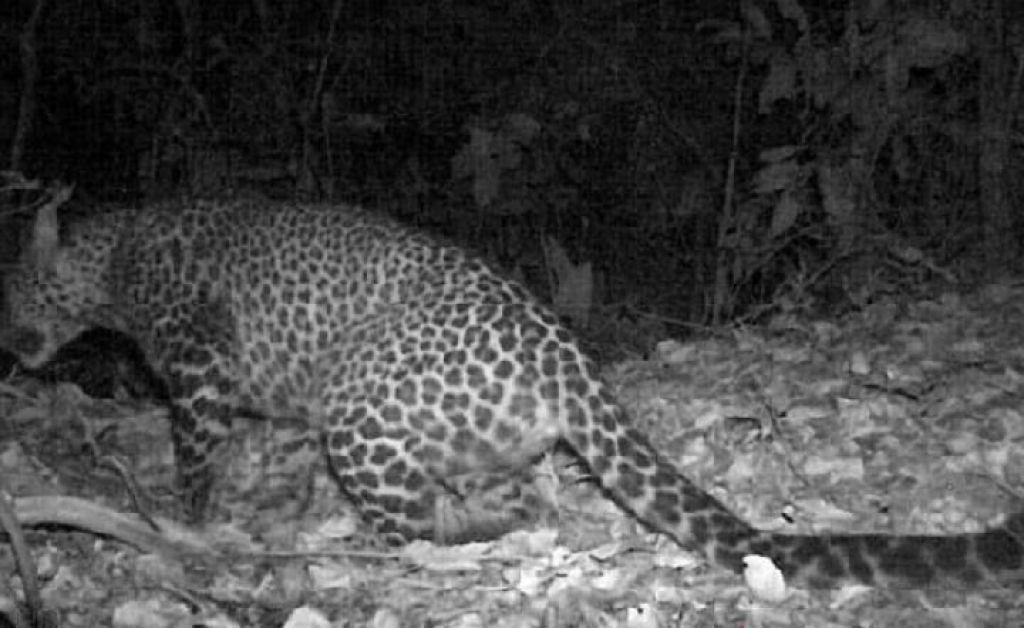 macan tutul jawa.jpg